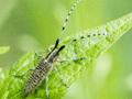 Agapanthia villosoviridescens